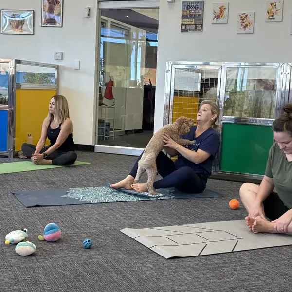 Playful puppy at a K9 Rox Club yoga class